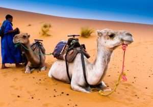 8 DAYS MOROCCO ADVENTURE & EXPERIENCE TOUR FROM TANGIER